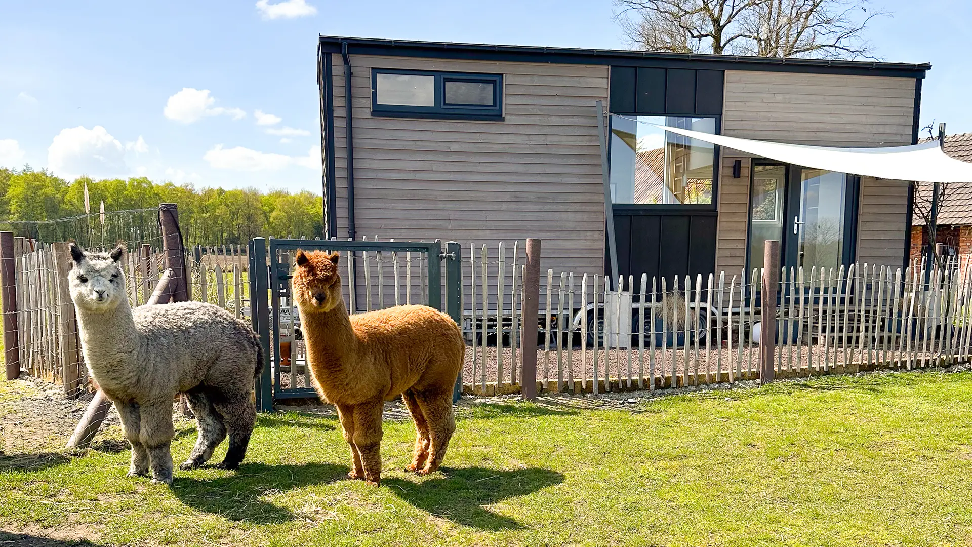 Zwei Alpakas stehen im Vordergrund vor einem modernen Tiny House, das von einer Holzumzäunung umgeben ist. Im Hintergrund sind Bäume und blauer Himmel sichtbar, was die ruhige und ländliche Atmosphäre betont.